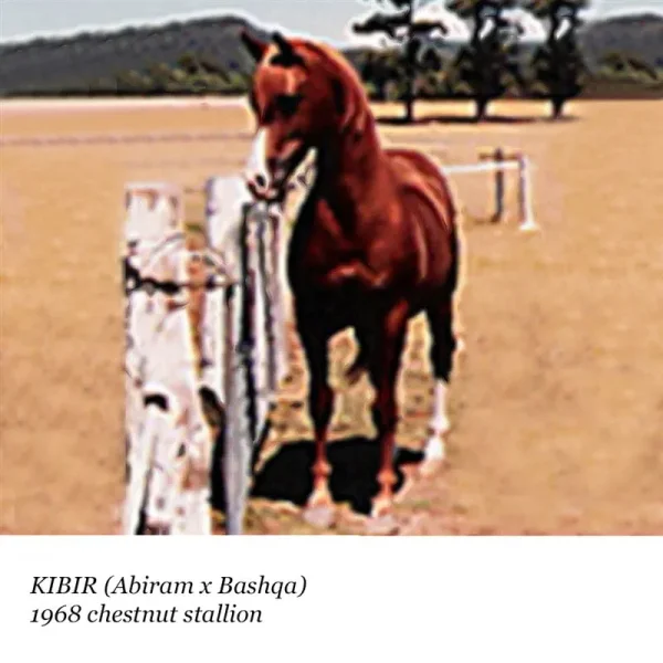 Kibir