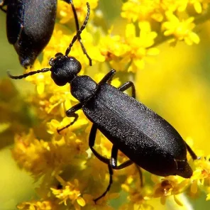 Beware the Blister Beetle (Epicauta vittata)