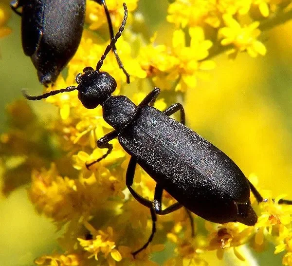 Blister Beetles in many colors and shapes!