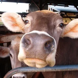 American Brown Swiss