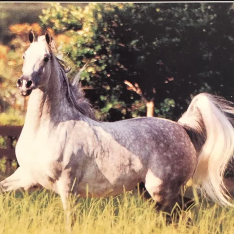 HW EGYPTIAN ART (*El Shaklan x Hal Sheeha NA) 1997 Brazilian