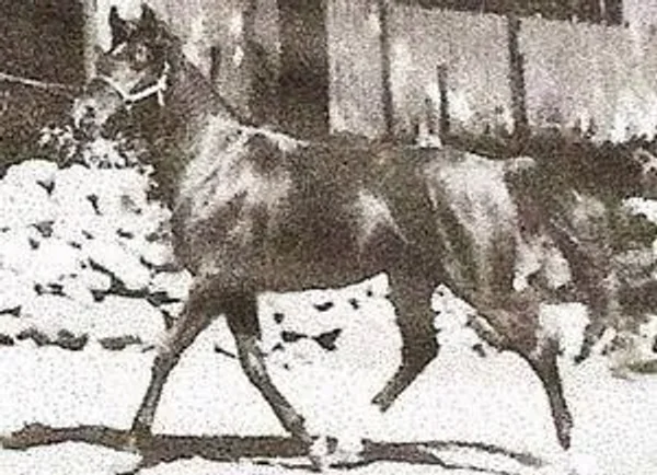 Royal Tarlor