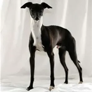 The Italian Greyhound