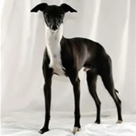 The Italian Greyhound is found in a wide array of colors and markings.