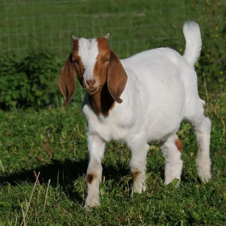 Boer Goats