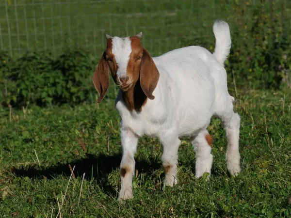 Boer Goats