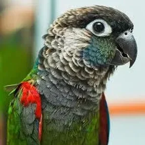 Pearly Conure