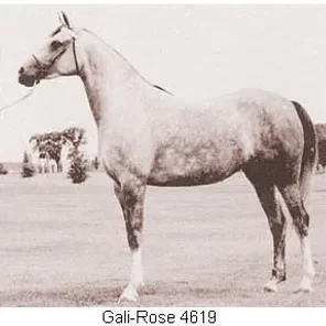 Gali-Rose