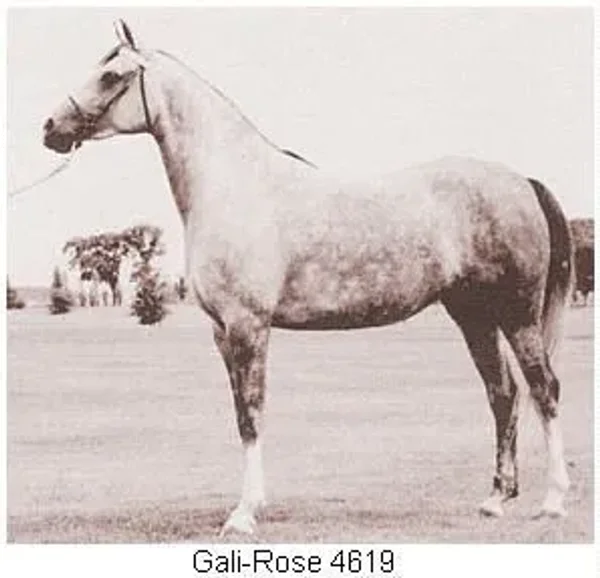 Gali-Rose