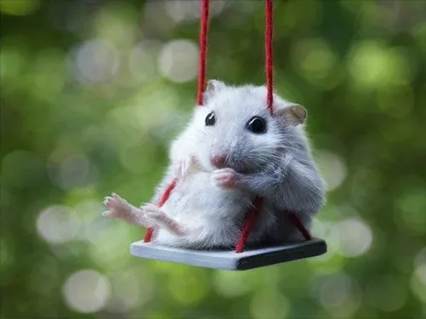 Fancy Mouse