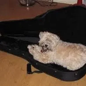 Soft Coated Wheatzer (Designer Dog)