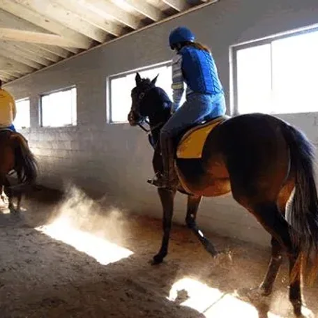 Your Ex- Race Horse . . . This is where it begins - Pt 1
