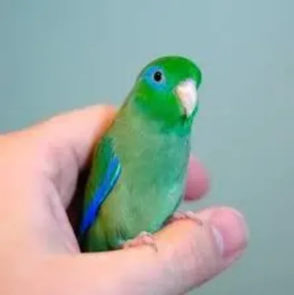 parakeet, cockatiel, parrotlette, lovebird