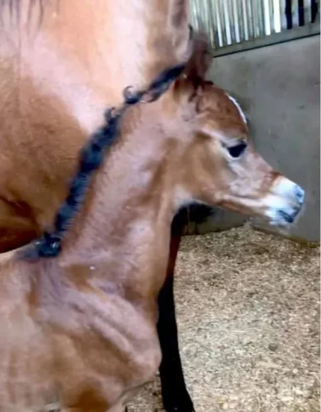 2019 Luxemere filly
