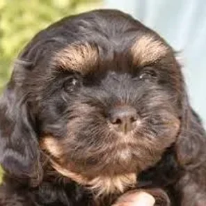 Cavanese (Designer Dog)