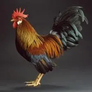 Rose Comb Light Brown Leghorn