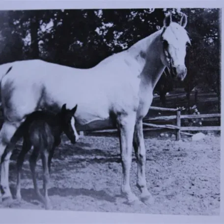 Daanaseyn (Raseyn x Raidaana) grey mare, foaled December 30, 1939
bred by W.K. Kellogg Institute