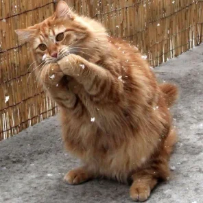 Nutrients Your Cat Needs