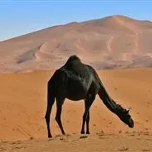 Black Dromedary