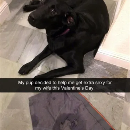 Bad Puppy