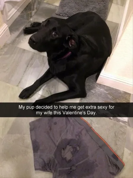 Bad Puppy