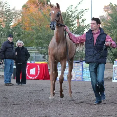 2014 was a year that I received a very special gift (from you now who) and I will forever be grateful! Luxemere Tulio (Trussardi x LM Magnified) Presented beautifully by Arabians International during the farm tours! A special shout out to... Lucho Guimarã