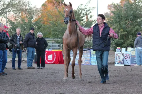 2014 was a year that I received a very special gift (from you now who) and I will forever be grateful! Luxemere Tulio (Trussardi x LM Magnified) Presented beautifully by Arabians International during the farm tours! A special shout out to... Lucho Guimarã