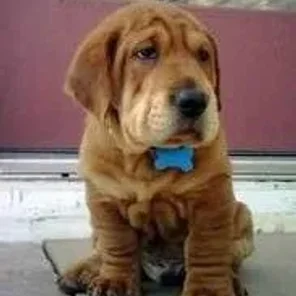 Ba-Shar (Designer Dog)