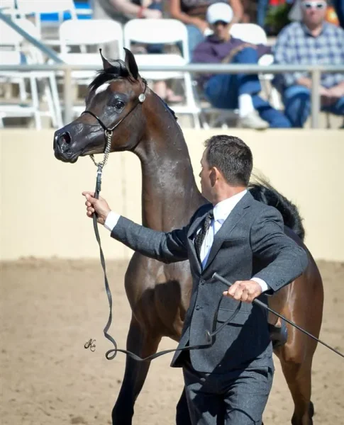 Pitonisa AS (Ever After NA x Psyches Amber Dream by Padrons Psyche)