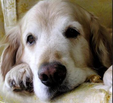 The Major Benefits of Adopting an Adult Dog