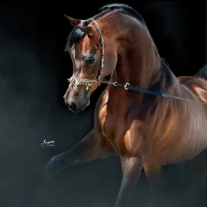 Tamer Al Khalideyah