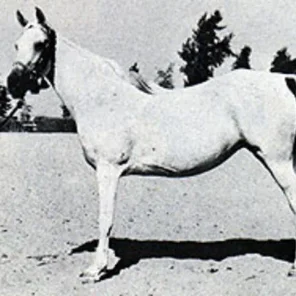 OM EL SAAD
