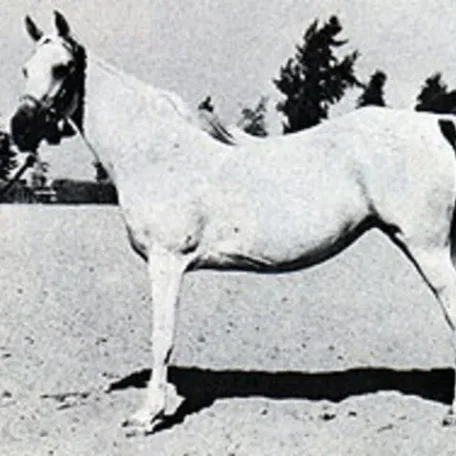 OM EL SAAD