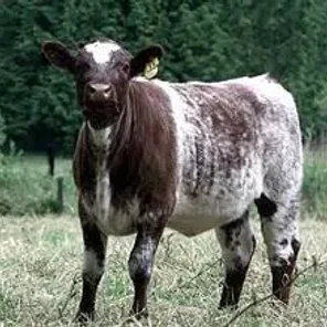 Polled Shorthorn