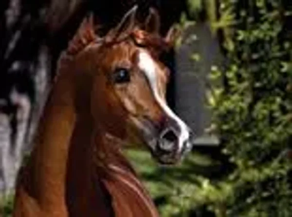 Eden C