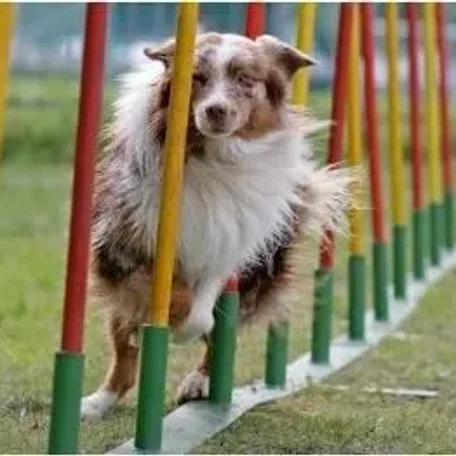 canine agility