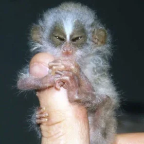 Lovely Little Loris