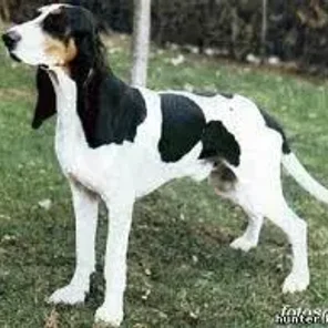 Berner Laufhund