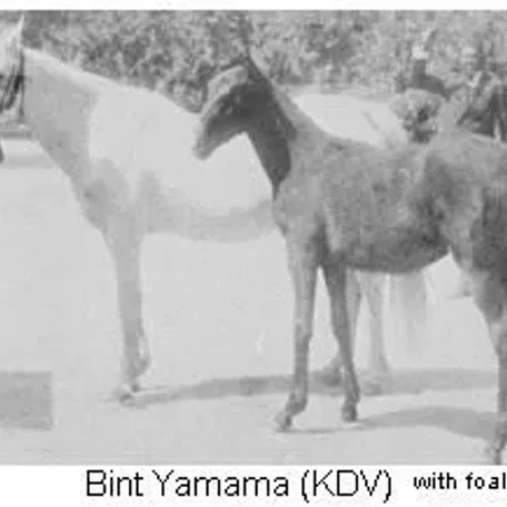 BINT YAMAMA