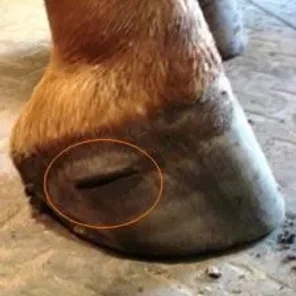 Abscess in Horses
