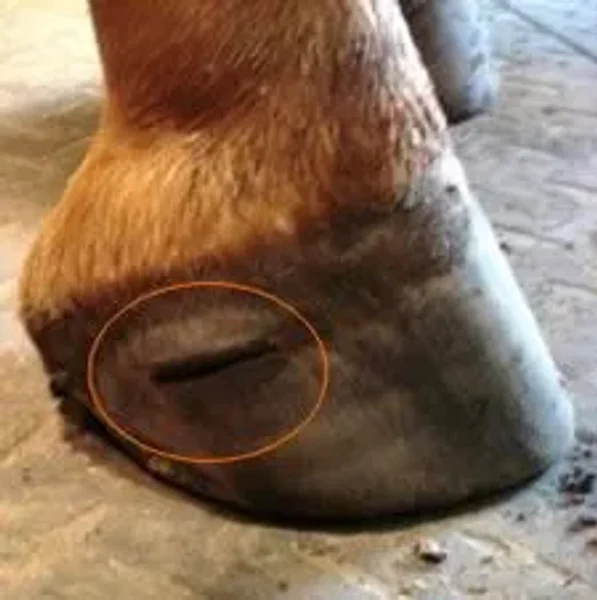 abscess, laminitis, founder