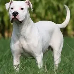 Dogo Argentino