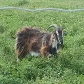 Danish Landrace