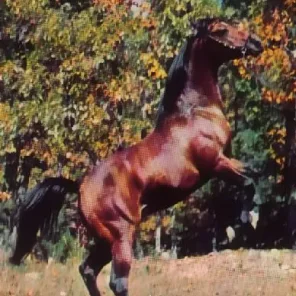 FADJURONIMO