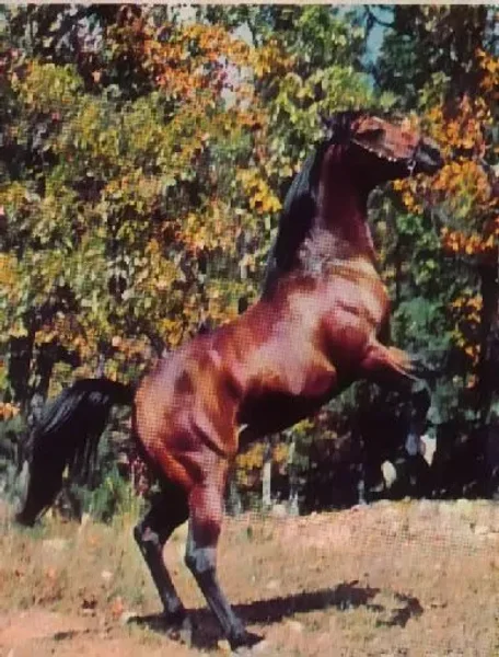 FADJURONIMO
