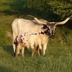 Tony Texas Longhorn