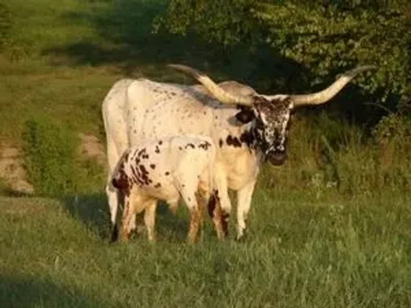 Tony Texas Longhorn