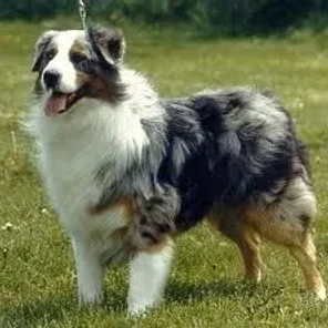 Australian Shepherd