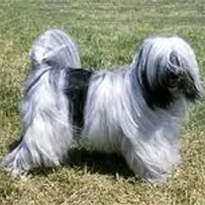Tibetan Terrier