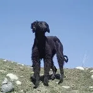 Taigan